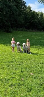 Dog Argentyński z PP, szczenięta dogo argentino REZERWACJE - 3