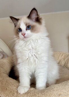 Ragdoll - uroczy Waldi - 3