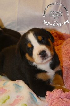 Mamy szczeniaki Duży Szwajcarski Pies Pasterski szczeniak - 3