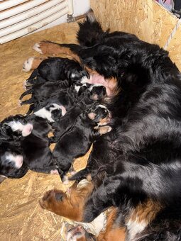 Berneński pies pasterski - 3