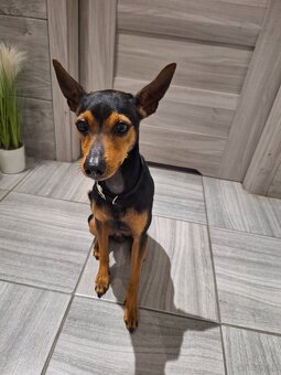 Pinczer miniaturowy - 3