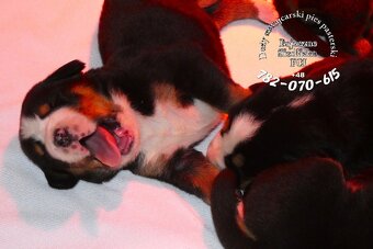 mamy Duży Szwajcarski Pies Pasterski szczeniak szczeniaki - 3