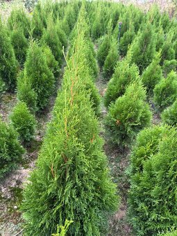 Thuja Smaragd 90 - 110 cm 4 EURO - 3