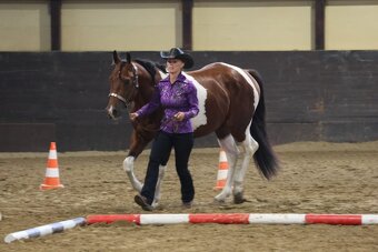 APH gelding bay tobiano - 3