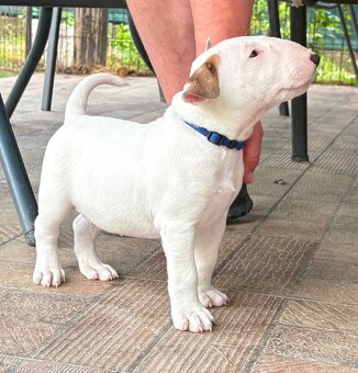 Bullterrier - 3