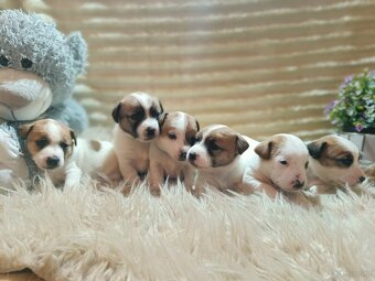 Jack Russell terrier - 3