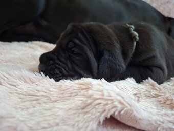 Dog niemiecki - 3