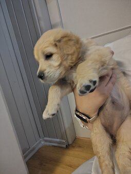 Golden retriever sunia - 3