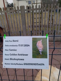 Golden retriever - 3