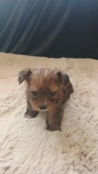 Yorkshire terrier - 3