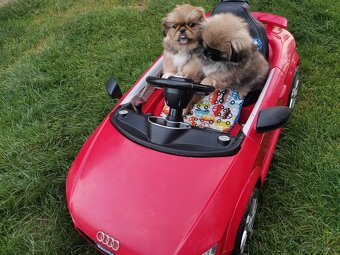 Pekińczyk Pekińczyki Nie Shih Tzu - 3