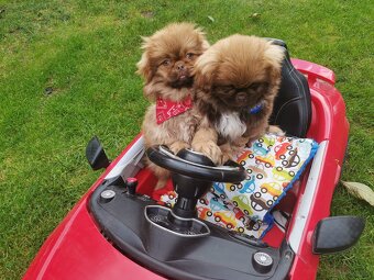 Pekińczyk Pekińczyki Nie Shih Tzu - 3