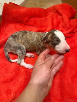 Chart rosyjski borzoj - 3