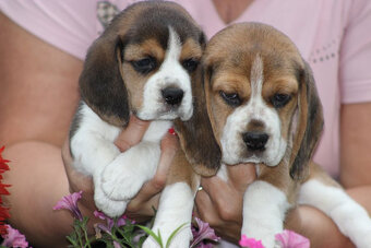 Beagle szczeniaczki ZKwP FCI po Championach - 3
