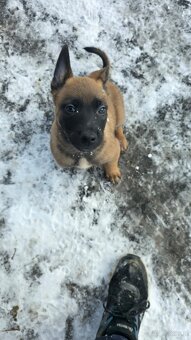 Owczarek belgijski - 3