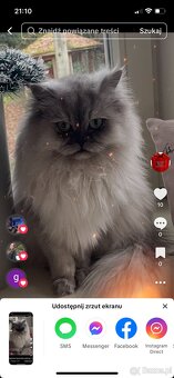 Szkocki prostouchy - 3