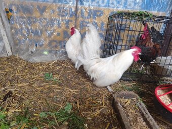 Mocne i zdrowe koguciki Czwerek – gotowe do hodowli - 3