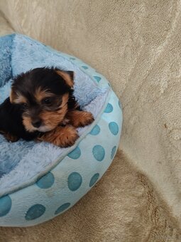 Nala ,Nela , Niko rezerwacja - 3