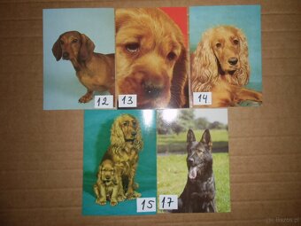 Sprzedam  czyste  kartki  z  psami-1 zl  za  kartke - 3