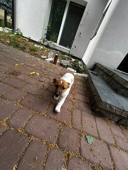 Mała dama, wielkie serce – Jack Russell z rodowodem czeka - 3