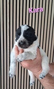 Owczarek środkowoazjatycki ... szczenięta FCI - 3