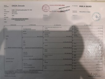Suka Łajka zachodnio-syberyjska ZKwP FCI - 3