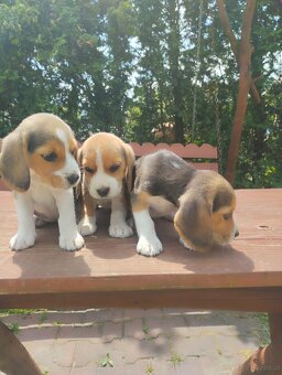 Beagle szczenieta - 3