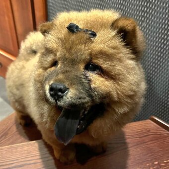 Sunia/suka/suczka ChowChow - 3