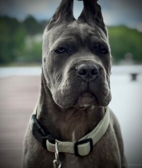 Cane Corso Ksin Fargo Fci - 3
