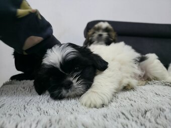Pieski rasy Shih- tzu - 3