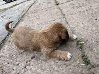 Szczeniaki shih tzu - 3