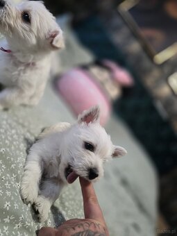 West Highland White Terrier-szczeniaki - 3