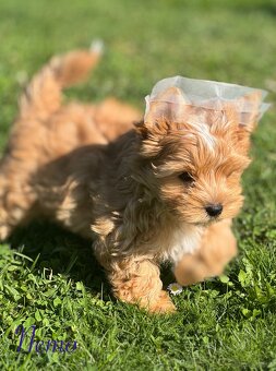 Yorkshire Terrier - 3