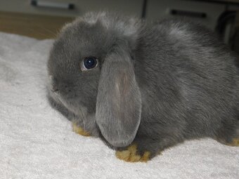 Niebieskie baranki mini lop - 3