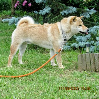 Shiba Inu, dziesięciomiesięczny, czerwony piesek - 3