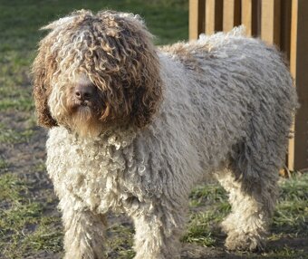 Hiszpański pies dowodny - z rodowodem FCI - 3