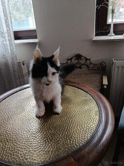 Ładny kocurek maine coon - 3