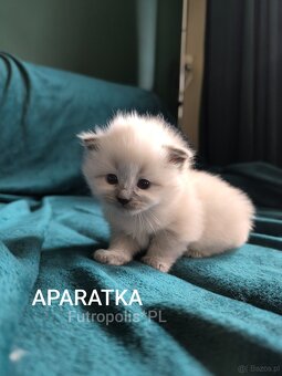 Syberyjskie kocięta - 3