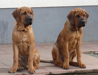 Tosa inu - nádherní pejsci s PP - 3