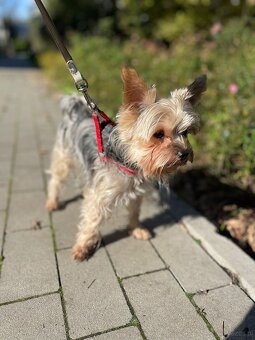 Sliczny mini piesek z domowej hodowli zaprasza sunie - 3