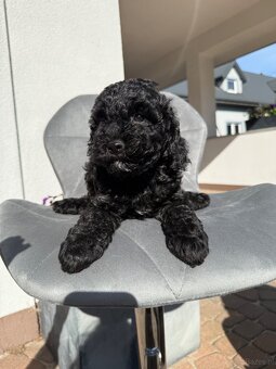 Cockapoo - pudel miniaturowy - 3