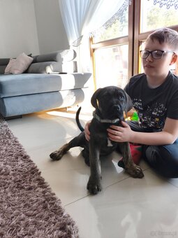 Cane Corso - 3