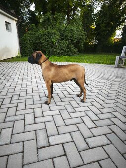 Bulmastif s PP/ Bullmastif/ Bulmastiff - 3