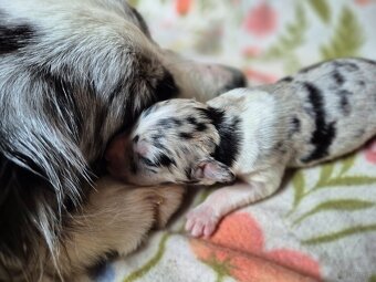 Szczeniak border collie blue merle hodowla ZKWP FCI - 3