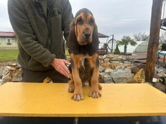 bloodhound - 3