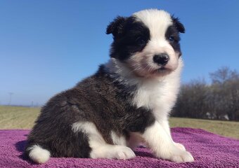 Rasowy Pies Border Collie - TOMI z pełną dok. z hodowli - 3