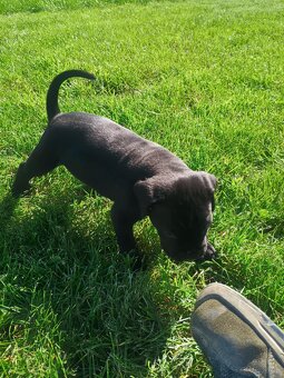 Cane corso - 3