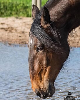 Napa - Lusitano mare - 3