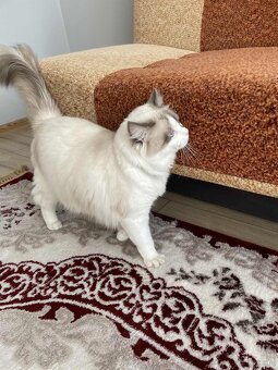 Sprzedam kota rasy Ragdoll FPL/FIFE - 3