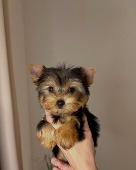 Szczeniak rasy yorkshire terrier
- 3
